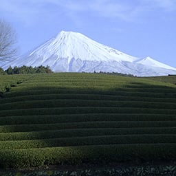 Obuchi Sasaba