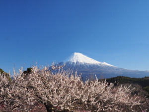 （写真）