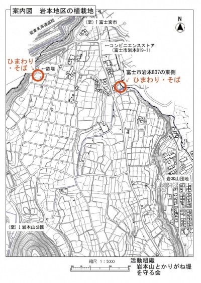 岩本地区の植栽地