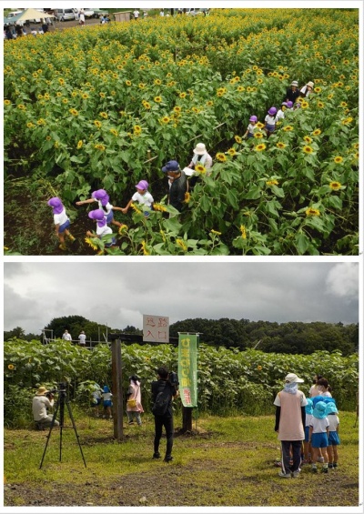 （写真）ひまわり迷路