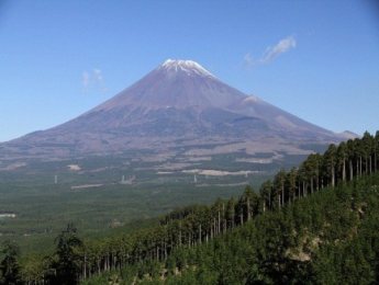 （写真）富士山麓に広がって生育する富士ヒノキと富士山