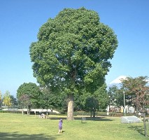 （写真）市民の木「クスノキ」