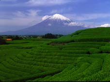 (picture)photo of tea plantation