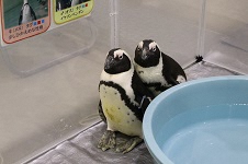 （写真）ペンギンがやって来た