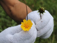 （写真）オオキンケイギク