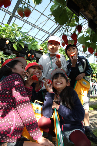 （写真）伝法小学校食育モデル地区事業「いちごハウスへレッツゴー！」