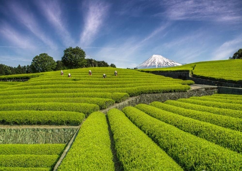 大淵笹場 富士山と茶畑の絶景スポット について 静岡県富士市